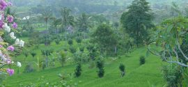 Shantiasa Bali View